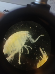 Eogammarus