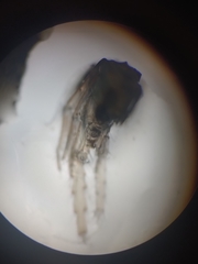 Eogammarus