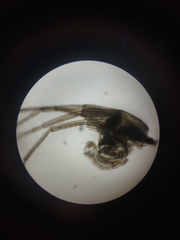 Eogammarus
