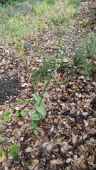 Epipactis helleborine tremolsii