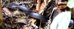 Clelia equatoriana