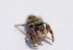 Phidippus clarus