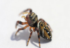 Phidippus clarus