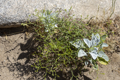Chorizanthe brevicornu