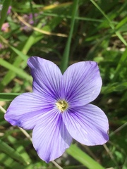 Linum alpinum