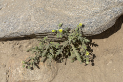 Emmenanthe penduliflora penduliflora