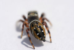 Phidippus clarus