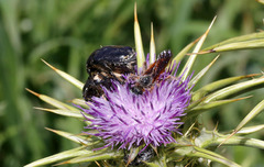 Oxythyrea funesta