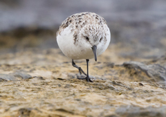 Calidris alba