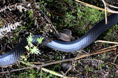 Clelia equatoriana