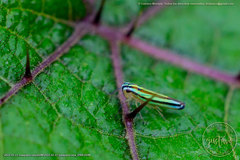 Sibovia taeniatifrons