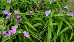Tradescantia ernestiana