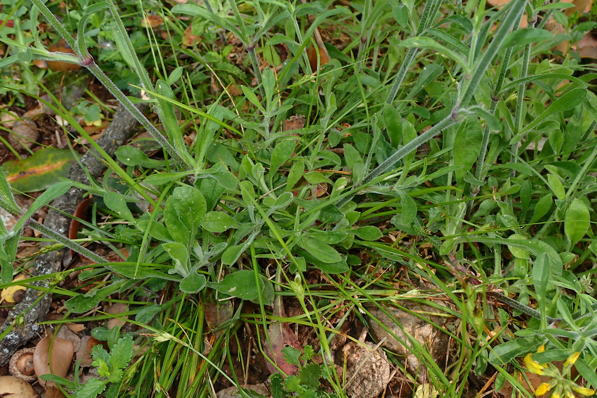 Silene italica (L.) Pers.