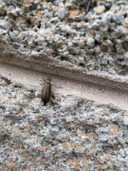 Lytta aenea