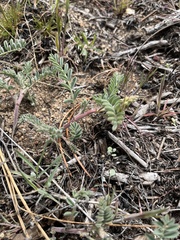 Astragalus gibbsii