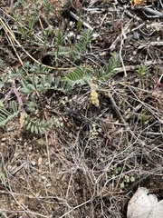Astragalus gibbsii