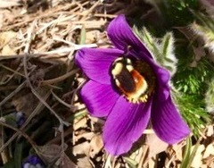 Bombus huntii