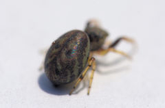 Zygoballus rufipes