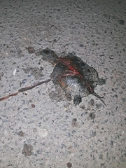 Emys orbicularis persica