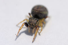 Zygoballus rufipes