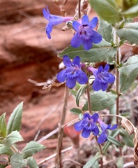 Penstemon humilis obtusifolius