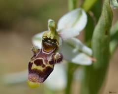 Ophrys scolopax
