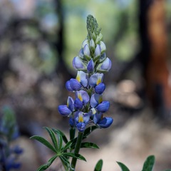 Lupinus neomexicanus