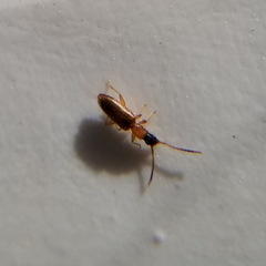 Telephanus