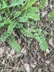 Securigera varia