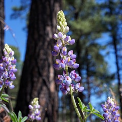 Lupinus neomexicanus
