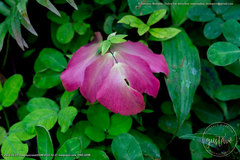 Adiantum macrophyllum