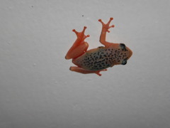 Hyperolius viridiflavus