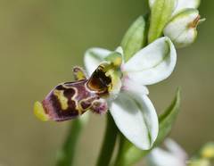 Ophrys scolopax