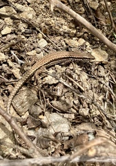 Podarcis muralis