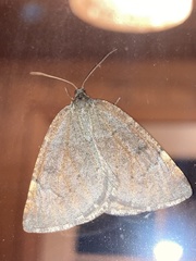 Epirranthis diversata