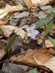 Claytonia caroliniana