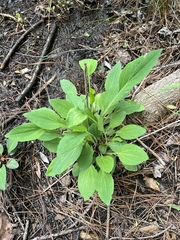 Rudbeckia maxima