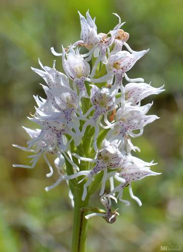 Orchis simia image