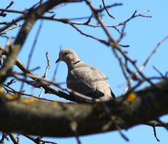 Streptopelia decaocto