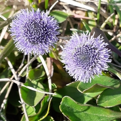 Globularia bisnagarica