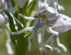 Image of Orchis simia