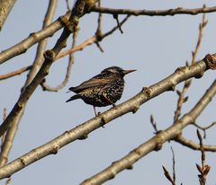 Sturnus vulgaris