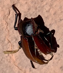 Stenomorpha marginata