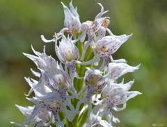 Orchis simia