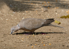 Streptopelia decaocto