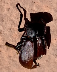Stenomorpha marginata