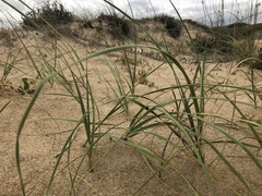 Panicum racemosum