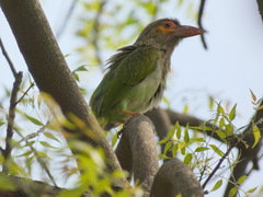 Psilopogon zeylanicus