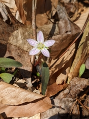 Claytonia caroliniana