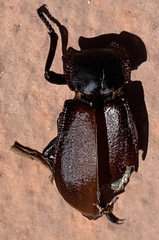 Stenomorpha marginata